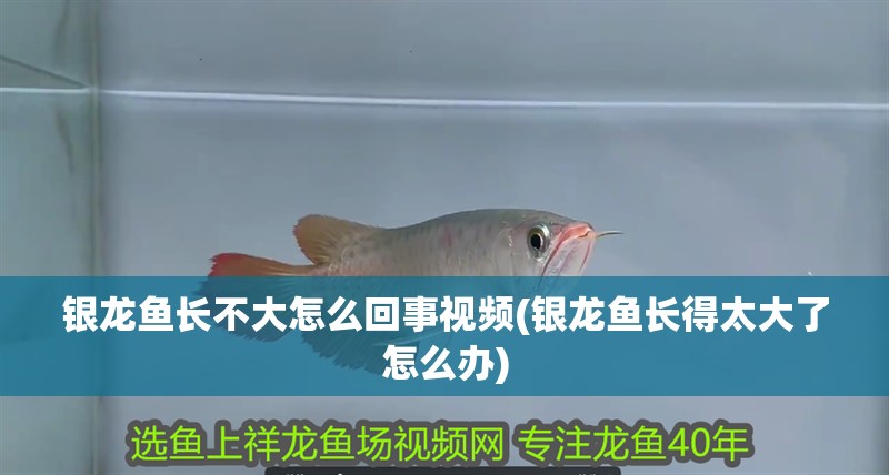 銀龍魚長不大怎么回事視頻(銀龍魚長得太大了怎么辦) 銀龍魚長不大怎么回事視頻(銀龍魚長得太大了怎么辦) 銀龍魚百科