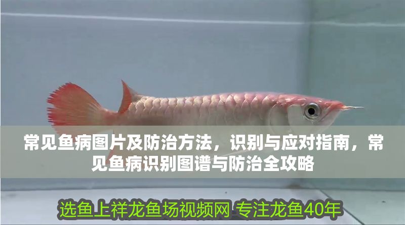 常見魚病圖片及防治方法,識別與應對指南,常見魚病識別圖譜與防治全攻略 龍魚常見疾病 第1張 常見魚病圖片及防治方法,識別與應對指南,常見魚病識別圖譜與防治全攻略 常見魚病圖片及防治方法,識別與應對指南,常見魚病識別圖譜與防治全攻略 龍魚常見疾病 第1張