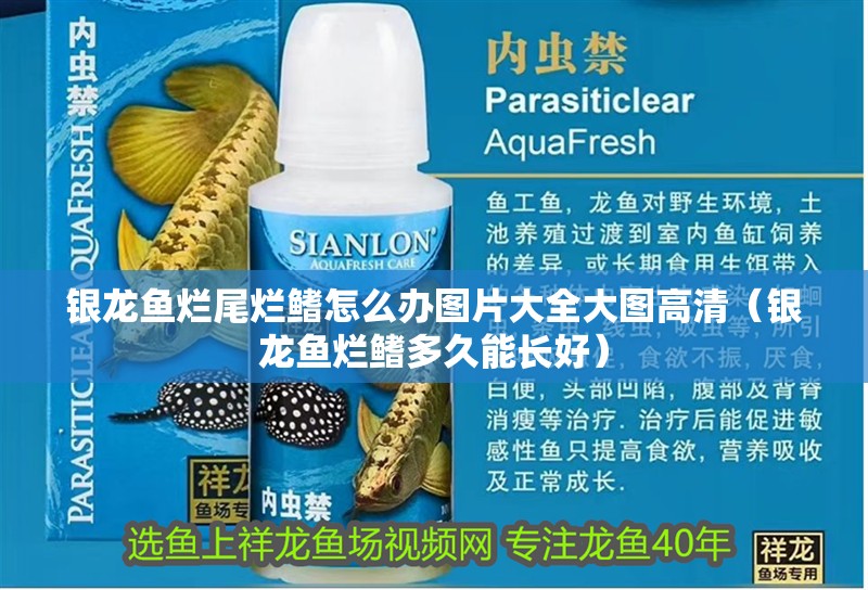 銀龍魚爛尾爛鰭怎么辦圖片大全大圖高清（銀龍魚爛鰭多久能長好）