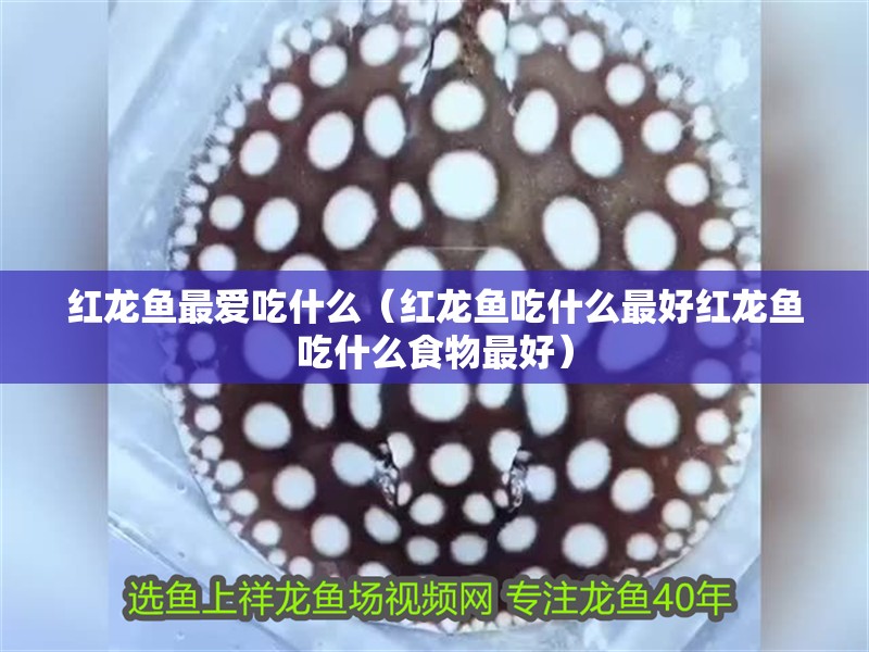 紅龍魚最愛吃什么（紅龍魚吃什么最好紅龍魚吃什么食物最好）