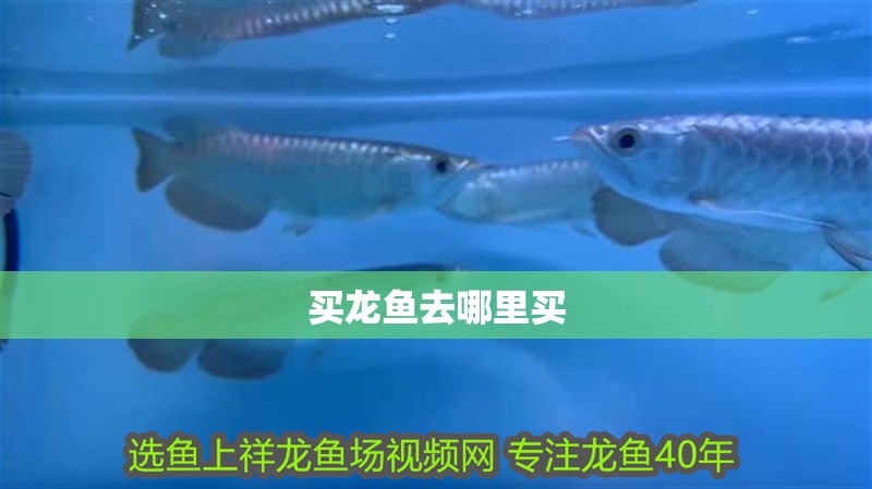 魚缸過濾器選購指南:自制魚缸過濾器魚缸上置過濾器對于養魚愛好者的必備知識 買龍魚去哪里買 龍魚百科 買龍魚去哪里買 買龍魚去哪里買 龍魚百科
