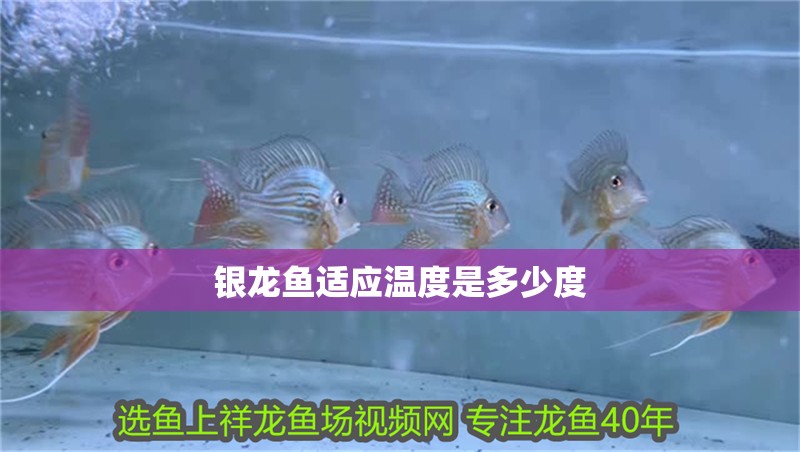 銀龍魚適應(yīng)溫度是多少度