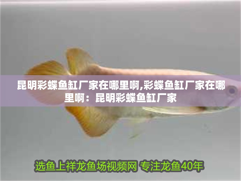 昆明彩蝶魚缸廠家在哪里啊,彩蝶魚缸廠家在哪里啊：昆明彩蝶魚缸廠家 昆明彩蝶魚缸廠家在哪里啊,彩蝶魚缸廠家在哪里啊：昆明彩蝶魚缸廠家 魚缸百科