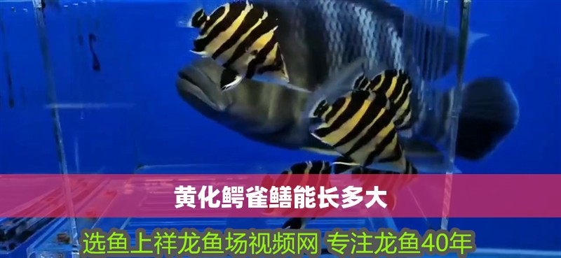 魚缸過濾器選購指南:自制魚缸過濾器魚缸上置過濾器對于養魚愛好者的必備知識 黃化鱷雀鱔能長多大 龍魚論壇 黃化鱷雀鱔能長多大 黃化鱷雀鱔能長多大 龍魚論壇