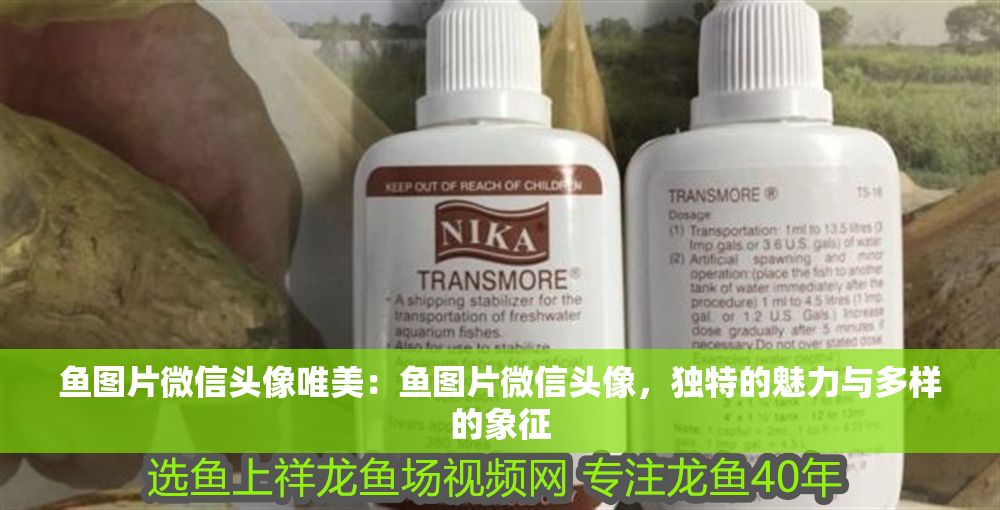 魚(yú)圖片微信頭像唯美：魚(yú)圖片微信頭像，獨(dú)特的魅力與多樣的象征