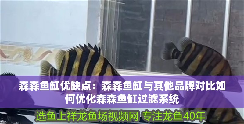 森森魚缸優(yōu)缺點：森森魚缸與其他品牌對比如何優(yōu)化森森魚缸過濾系統(tǒng)