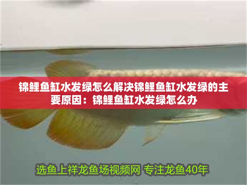 錦鯉魚缸水發綠怎么解決錦鯉魚缸水發綠的主要原因：錦鯉魚缸水發綠怎么辦
