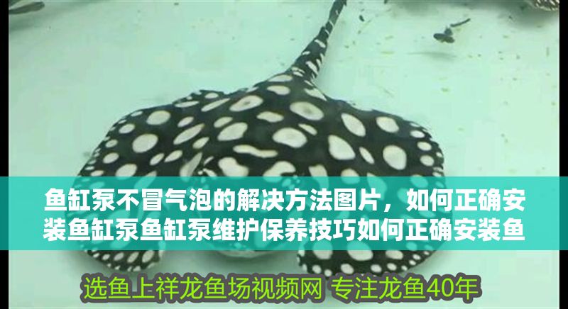 魚缸泵不冒氣泡的解決方法圖片，如何正確安裝魚缸泵魚缸泵維護保養技巧如何正確安裝魚缸泵