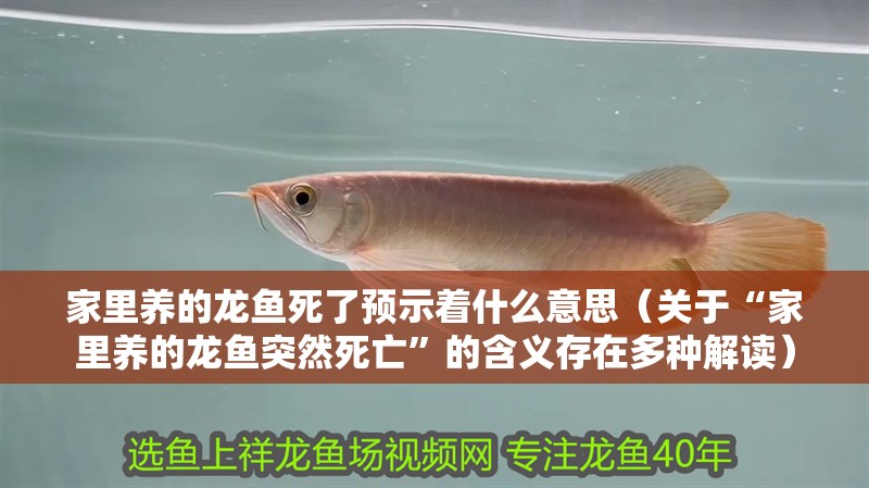 家里養的龍魚死了預示著什么意思（關于“家里養的龍魚突然死亡”的含義存在多種解讀）