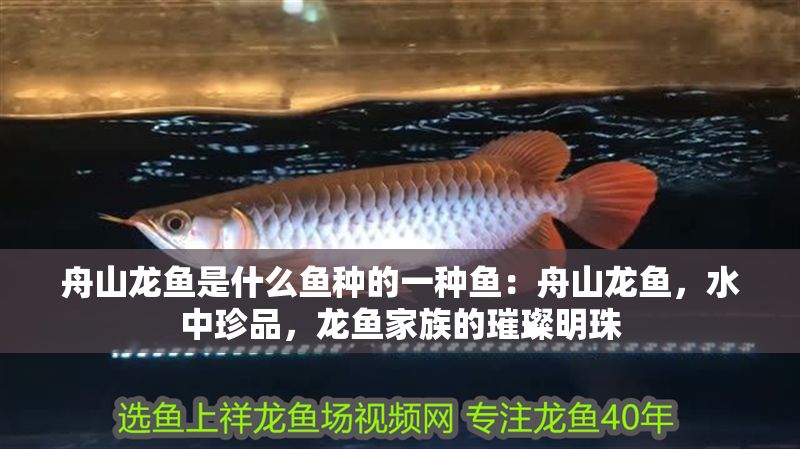 舟山龍魚是什么魚種的一種魚：舟山龍魚，水中珍品，龍魚家族的璀璨明珠