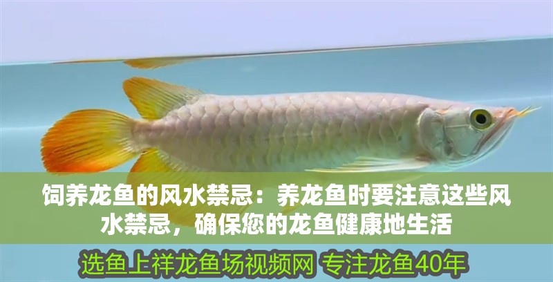 飼養(yǎng)龍魚的風(fēng)水禁忌：養(yǎng)龍魚時要注意這些風(fēng)水禁忌，確保您的龍魚健康地生活
