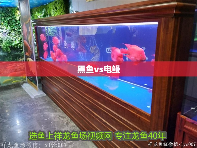 黑魚vs電鰻 黑魚vs電鰻 龍魚論壇