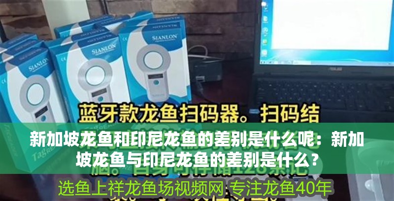 新加坡龍魚(yú)和印尼龍魚(yú)的差別是什么呢：新加坡龍魚(yú)與印尼龍魚(yú)的差別是什么？ 新加坡龍魚(yú)和印尼龍魚(yú)的差別是什么呢：新加坡龍魚(yú)與印尼龍魚(yú)的差別是什么？ 龍魚(yú)百科