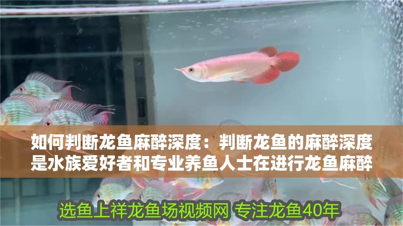 如何判斷龍魚麻醉深度：判斷龍魚的麻醉深度是水族愛好者和專業養魚人士在進行龍魚麻醉時的一個重要技能 如何判斷龍魚麻醉深度：判斷龍魚的麻醉深度是水族愛好者和專業養魚人士在進行龍魚麻醉時的一個重要技能 龍魚百科