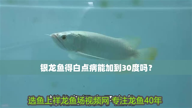 銀龍魚得白點病能加到30度嗎？