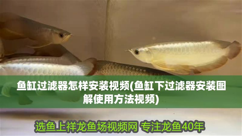 魚缸過濾器怎樣安裝視頻(魚缸下過濾器安裝圖解使用方法視頻)