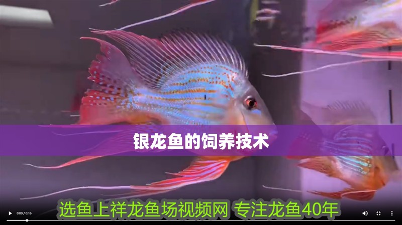 魚缸用增氧泵價格是多少:魚缸增氧機-xtrac增氧機-xtrac增氧機 銀龍魚的飼養技術 銀龍魚百科 銀龍魚的飼養技術 銀龍魚的飼養技術 銀龍魚百科