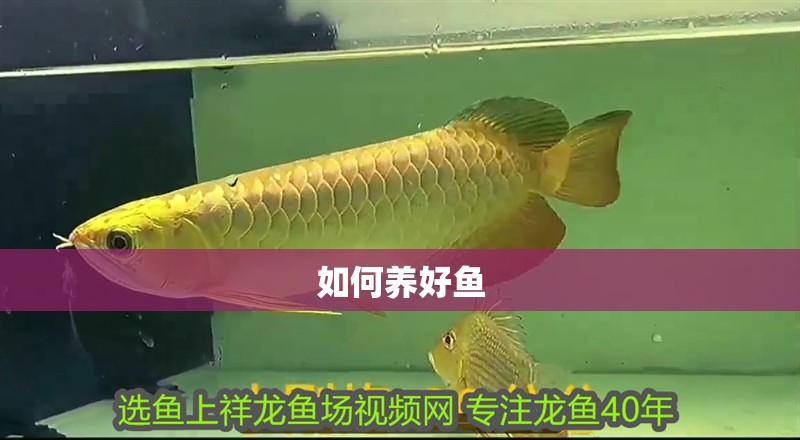 如何養好魚