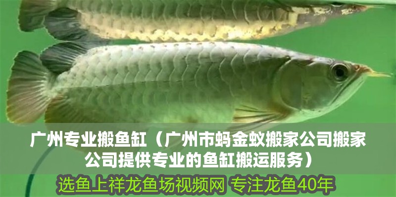 廣州專業搬魚缸（廣州市螞金蟻搬家公司搬家公司提供專業的魚缸搬運服務）