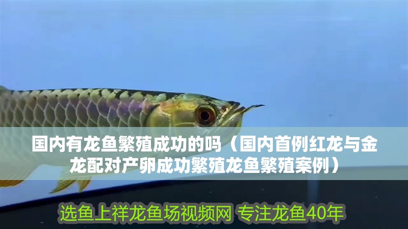 國內有龍魚繁殖成功的嗎（國內首例紅龍與金龍配對產卵成功繁殖龍魚繁殖案例）
