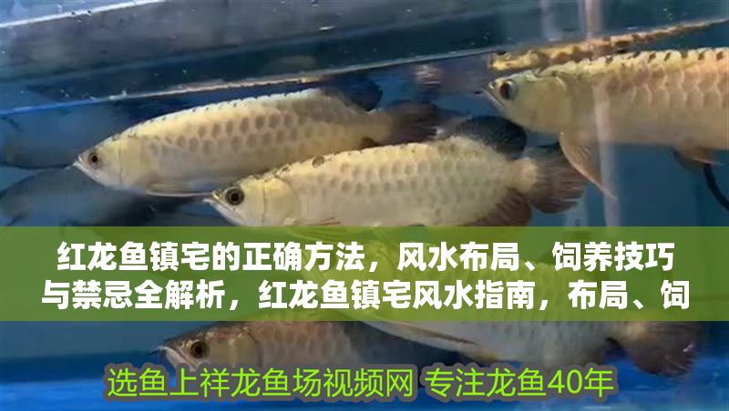紅龍魚鎮宅的正確方法，風水布局、飼養技巧與禁忌全解析，紅龍魚鎮宅風水指南，布局、飼養技巧與禁忌詳解 紅龍魚鎮宅的正確方法，風水布局、飼養技巧與禁忌全解析，紅龍魚鎮宅風水指南，布局、飼養技巧與禁忌詳解 龍魚百科 第1張