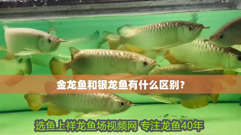 給大魚缸換水的作文:體驗給大魚缸換水的樂趣:體驗給大魚缸換水:給大魚缸換水的作文 金龍魚和銀龍魚有什么區別? 銀龍魚百科 金龍魚和銀龍魚有什么區別? 金龍魚和銀龍魚有什么區別? 銀龍魚百科