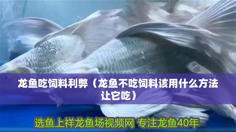 龍魚吃飼料利弊（龍魚不吃飼料該用什么方法讓它吃）