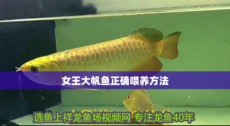 女王大帆魚正確喂養(yǎng)方法