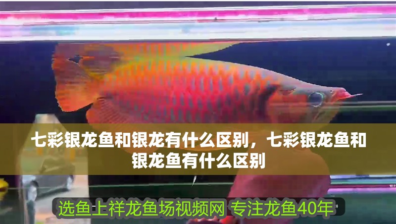 七彩銀龍魚和銀龍有什么區別，七彩銀龍魚和銀龍魚有什么區別