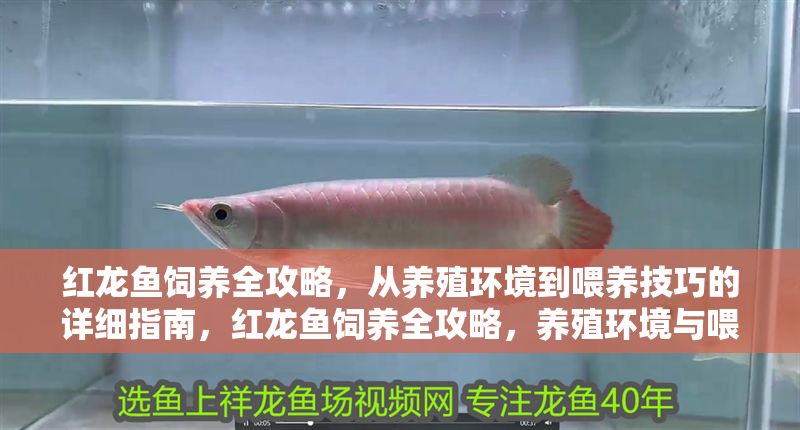 紅龍魚飼養全攻略，從養殖環境到喂養技巧的詳細指南，紅龍魚飼養全攻略，養殖環境與喂養技巧詳解