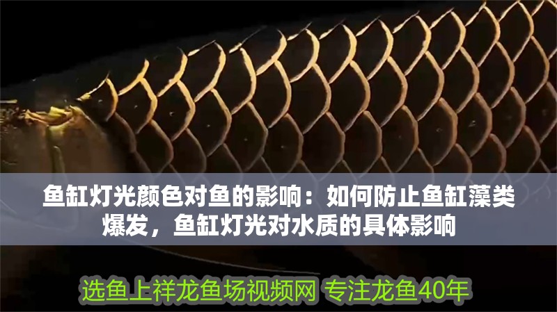 魚缸燈光顏色對魚的影響：如何防止魚缸藻類爆發(fā)，魚缸燈光對水質(zhì)的具體影響