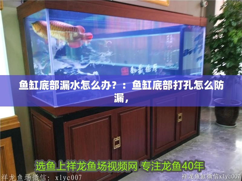 魚缸底部漏水怎么辦？：魚缸底部打孔怎么防漏，