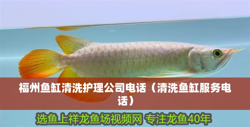 福州魚缸清洗護理公司電話（清洗魚缸服務電話） 福州魚缸清洗護理公司電話（清洗魚缸服務電話） 銀龍魚百科