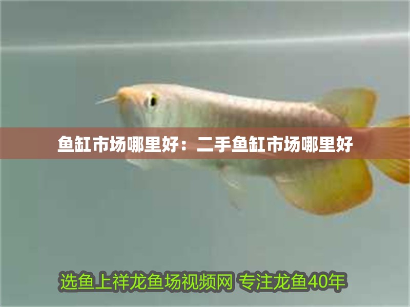魚缸市場哪里好：二手魚缸市場哪里好