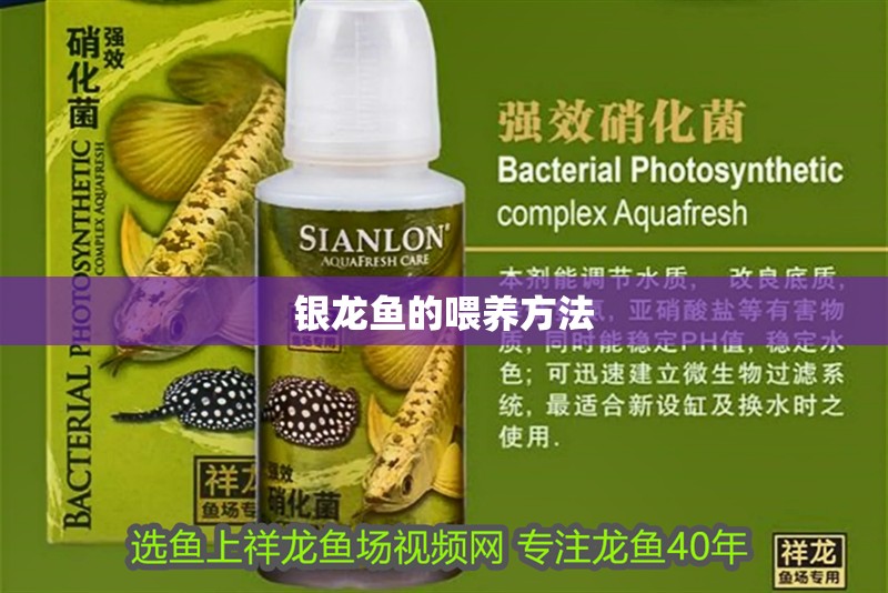 銀龍魚的喂養方法