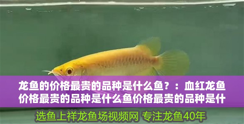 龍魚的價格最貴的品種是什么魚？：血紅龍魚價格最貴的品種是什么魚價格最貴的品種是什么魚