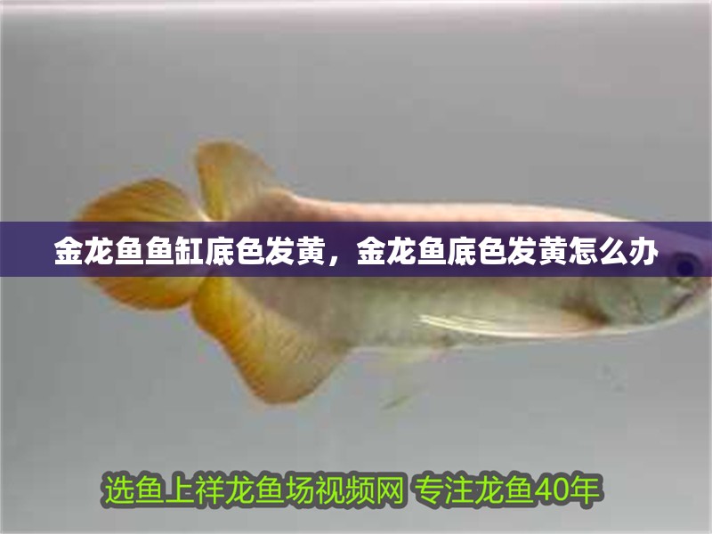 金龍魚魚缸底色發(fā)黃，金龍魚底色發(fā)黃怎么辦