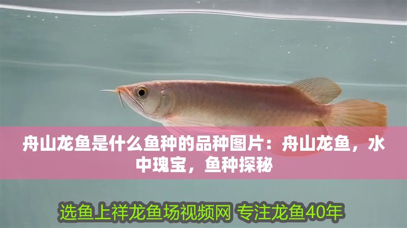 舟山龍魚是什么魚種的品種圖片：舟山龍魚，水中瑰寶，魚種探秘
