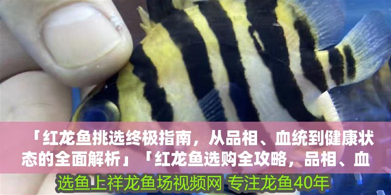 「紅龍魚挑選終極指南，從品相、血統(tǒng)到健康狀態(tài)的全面解析」「紅龍魚選購全攻略，品相、血統(tǒng)與健康狀態(tài)詳解」 「紅龍魚挑選終極指南，從品相、血統(tǒng)到健康狀態(tài)的全面解析」「紅龍魚選購全攻略，品相、血統(tǒng)與健康狀態(tài)詳解」 龍魚百科 第1張