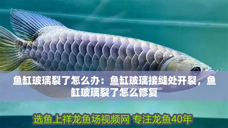 魚缸過濾器選購指南:自制魚缸過濾器魚缸上置過濾器對于養魚愛好者的必備知識 魚缸玻璃裂了怎么辦:魚缸玻璃接縫處開裂,魚缸玻璃裂了怎么修復 魚缸百科 魚缸玻璃裂了怎么辦:魚缸玻璃接縫處開裂,魚缸玻璃裂了怎么修復 魚缸玻璃裂了怎么辦:魚缸玻璃接縫處開裂,魚缸玻璃裂了怎么修復 魚缸百科