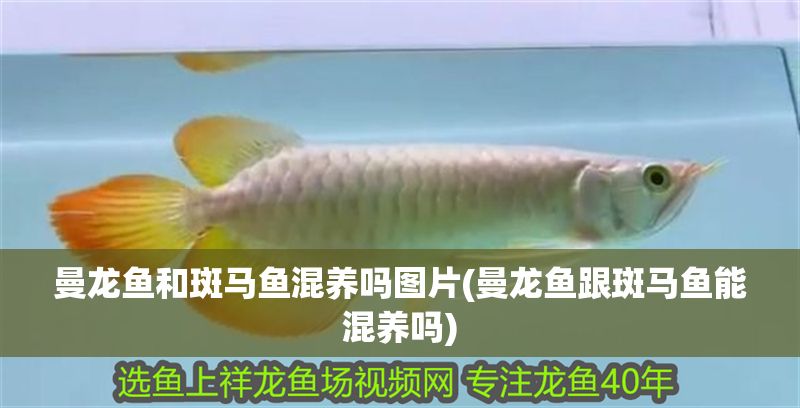 曼龍魚和斑馬魚混養嗎圖片(曼龍魚跟斑馬魚能混養嗎)