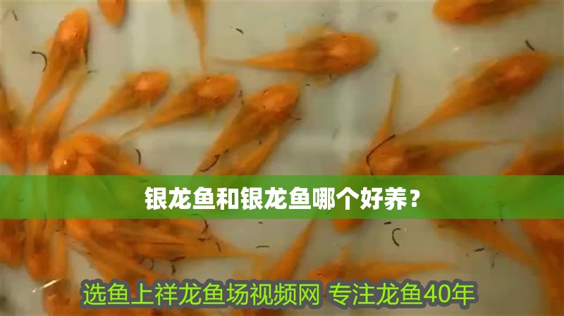 銀龍魚和銀龍魚哪個好養？
