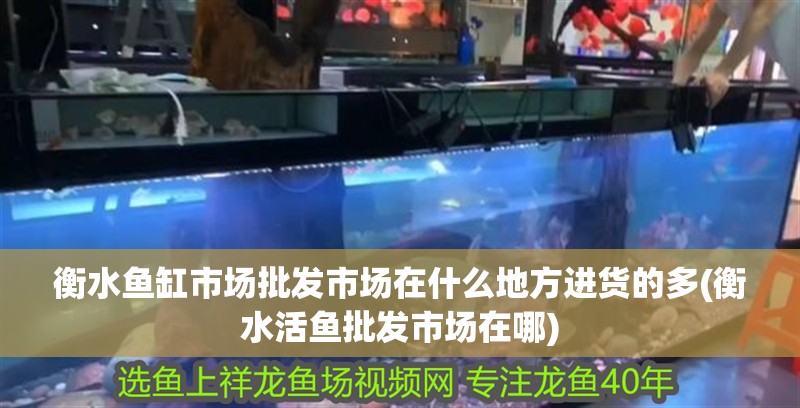 衡水魚缸市場批發市場在什么地方進貨的多(衡水活魚批發市場在哪)