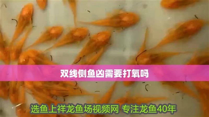 雙線側(cè)魚兇需要打氧嗎