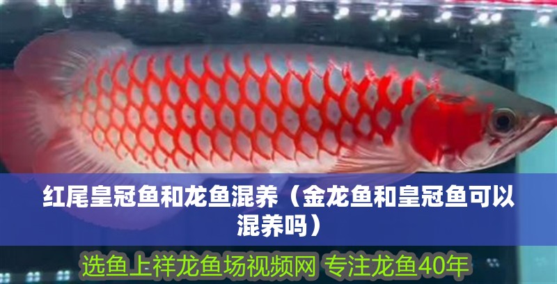 紅尾皇冠魚和龍魚混養（金龍魚和皇冠魚可以混養嗎） 紅尾皇冠魚和龍魚混養（金龍魚和皇冠魚可以混養嗎） 銀龍魚百科