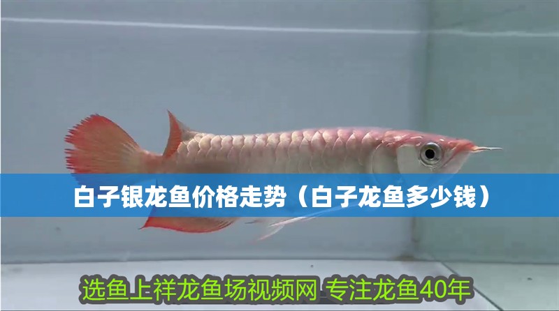 白子銀龍魚價格走勢（白子龍魚多少錢）