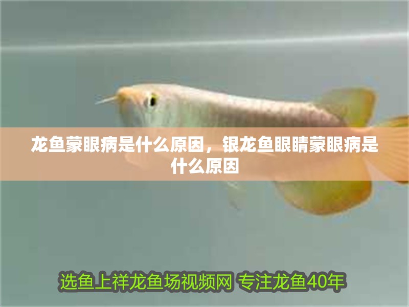龍魚蒙眼病是什么原因，銀龍魚眼睛蒙眼病是什么原因