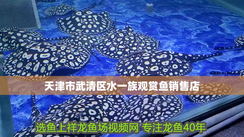 天津市武清區水一族觀賞魚銷售店