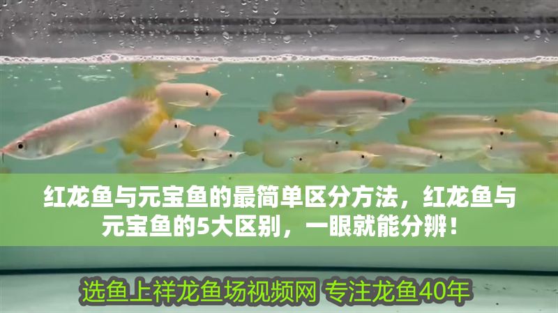 紅龍魚與元寶魚的最簡單區(qū)分方法，紅龍魚與元寶魚的5大區(qū)別，一眼就能分辨！