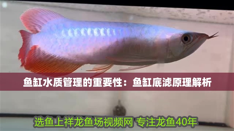 魚缸水質管理的重要性：魚缸底濾原理解析